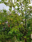 IMG_20220817_133202_1~2.jpg