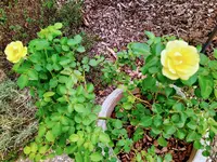 IMG_20220817_133103_2~2.webp