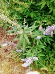 IMG_20220817_133229_1~2.jpg
