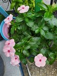 IMG_20220817_133330_3.jpg