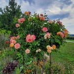 20220815_094635.jpg
