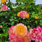 20220815_103712.webp