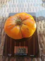 IMG_20220818_183159.webp