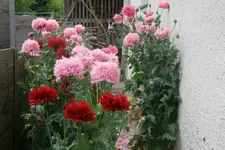 Mohnstrasse0419.webp