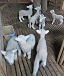 IMG_9006 v (2).JPG