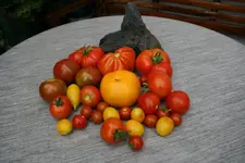 August  0822 (1).webp