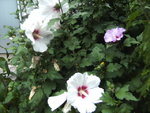 BILD0408.JPG