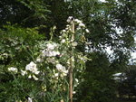 BILD0363.JPG