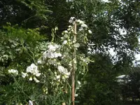 BILD0363.webp