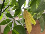 IMG_7423.jpeg