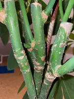 IMG_7429.jpeg