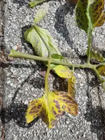 20220819_133746.jpg 20220819_133746.jpg