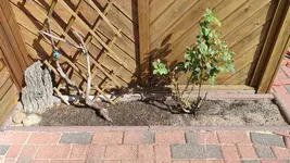 linkes_Beet.webp