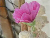 c012.webp
