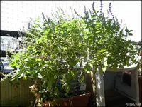 c014.webp