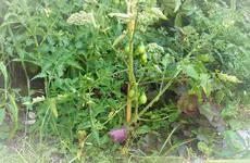 P1360523 (2).webp