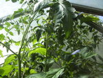BILD0339.JPG