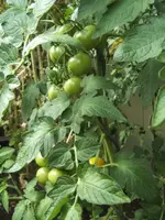 BILD0396.webp
