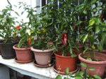 BILD0390.JPG