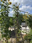 k-IMG_3472.JPG