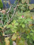 IMG-20220826-WA0009.jpg
