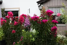 Terasse       8222.webp