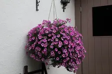 Terasse       8322.webp