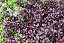 Terasse       8622.webp