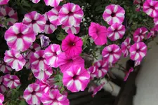 Einjährige      0722.webp