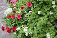 Einjährige      0822.webp