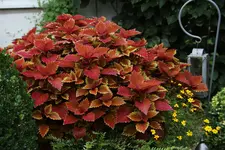 Buntnessel  2822.webp