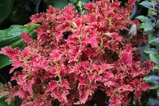 Buntnessel  2922.webp