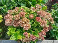 IMG_20220827_080436.webp