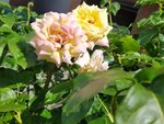 IMG_20220820_140238_3.jpg
