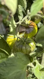 30F07A02-5464-4A0E-96DF-0143354ED8E2.jpeg