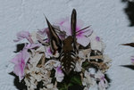 Falter an Phlox.jpg