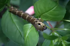 Raupe0210a.webp