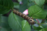 Raupe0310.jpg