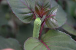 Raupe0510.jpg
