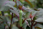Raupe0610a.jpg