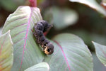 Raupe0710.jpg