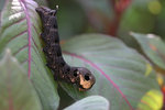 Raupe1110.jpg