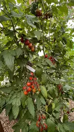63C02C0F-80DB-4001-AC9D-3B1CA09AB765.jpeg