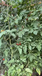 AC109B68-C99C-4159-9F13-2C01106A8AA8.jpeg