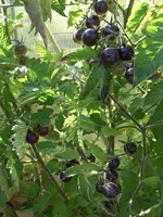 CIMG9989.webp