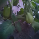 20220901_062457.webp