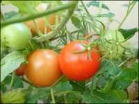 c019.webp