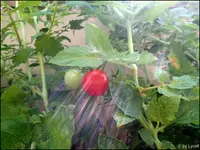 c020.webp