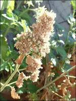 c022.webp