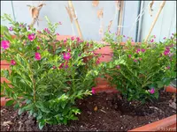 c023.webp